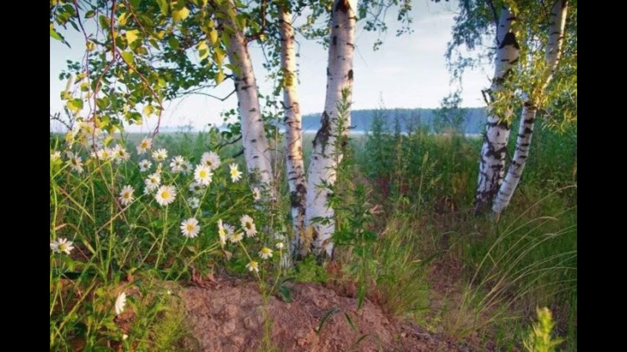 Березки ромашки. Березово-Ромашковая Русь. Березовая роща и Ромашковое поле. У реки Березка скромница и ромашковый бугор. Заболоцкий Березовая роща.