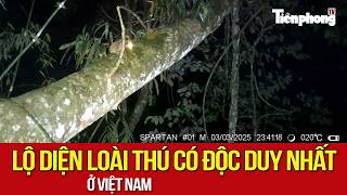 Lộ diện loài thú có độc duy nhất ở Việt Nam