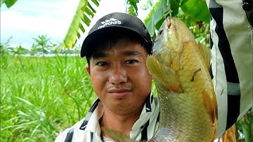 Câu Cá Rô Mề, Trê Vàng, Điêu Hồng, Rô Phi Sát sông lớn l Dân Quê 66.