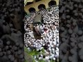 جنازة الشيخ العلامة المحدث محمد يونس الجونفوري رحمه الله تعالى