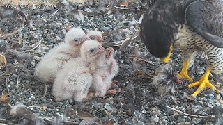 Osaka Peregrine Falcons/20240421/ 6th feeding on rainy day