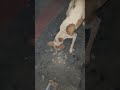 dog hungry#reels #love #shortsvideo #humanity #help #doglover