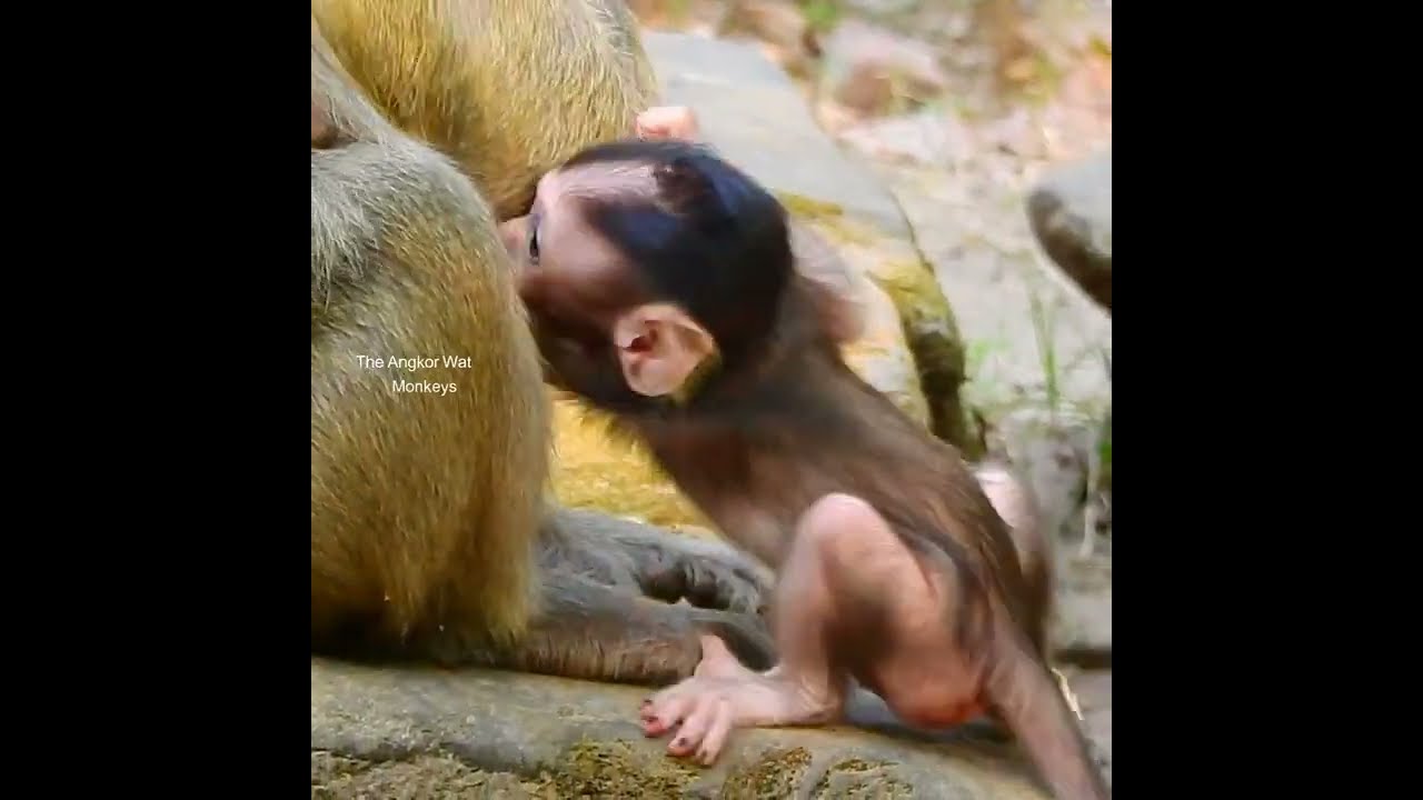 Pity moment of adorable baby monkey steal escape from young kidnapper monkey while he nursing milk