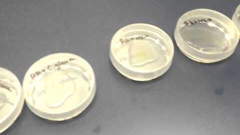 Somatic fusions of Citrus