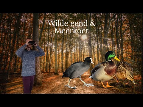 Vogel beginnerscursus #5 - Wilde eend & Meerkoet