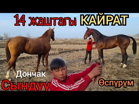 Video: 14 жаштагы Зак Берджесс II Эверестингди велосипед менен өткөрдү