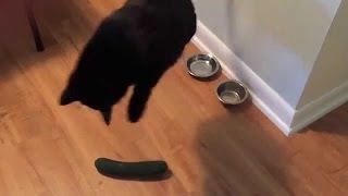 Kompilace Cats Scared by Cucumbers