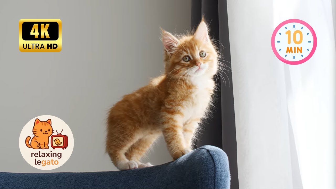 Cute Cats Playing 🐱 | Chill Music & Relaxing Vibes | 10 Minutes in 4K