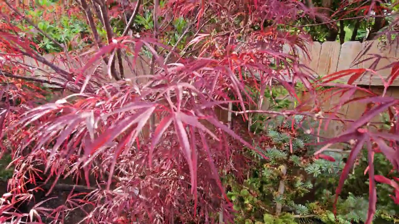 Japanese maple 'Pung kil' dark purple - Watch more ⁨@amazingmaples