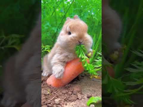 Video: ¿Las chicas comen zanahorias?