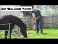 Apollo helping with the gardening👍🐴🥰 It&#39;s a good job Friesians have long necks😂