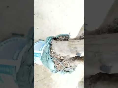 Video dx)4m350 gl cây chanh rừng 500k... - youtube