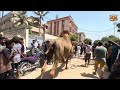 Biggest qurbani in world angry Dangerous cammel qurbani 2025#dangerous#faislabaad#karachi
