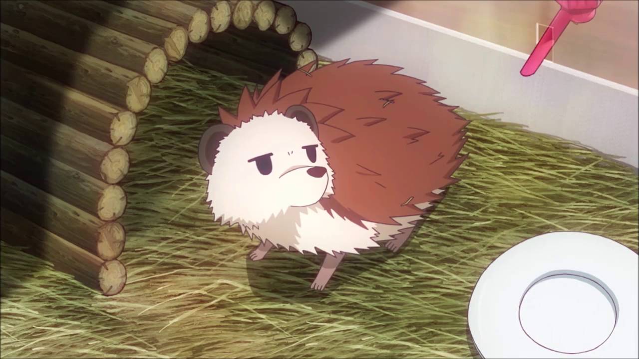 Hedgehogs Characters | Anime-Planet