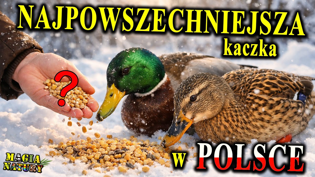 Znasz Ją z Parku! - Fenomenalna KACZKA Krzyżówka - Dokarmiać?