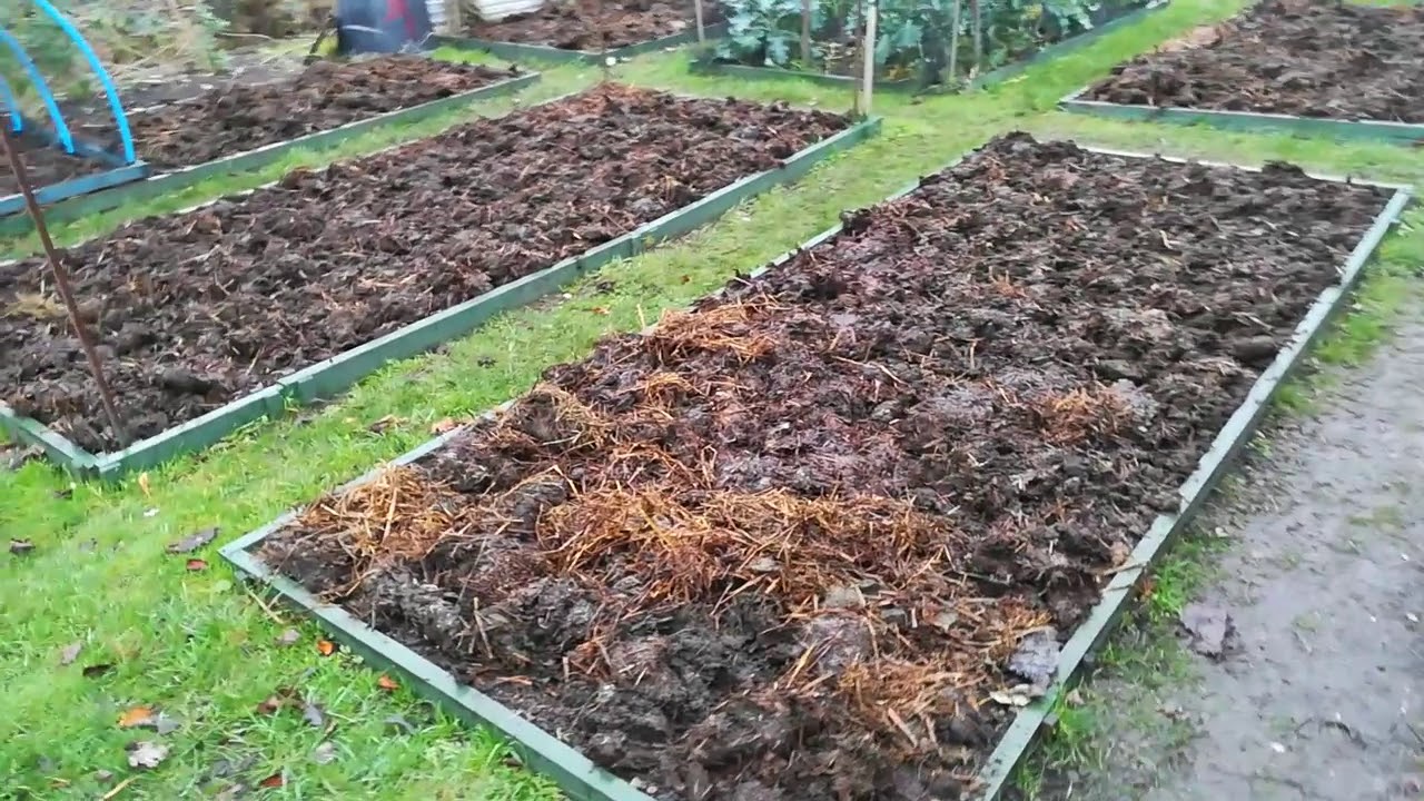Miles allotment gardening manure done! YouTube