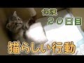【第21話】子猫が生まれて初めてジャレた!(面白い&可愛い子猫)