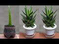 How to grow aloe vera plant with effective treatment at home