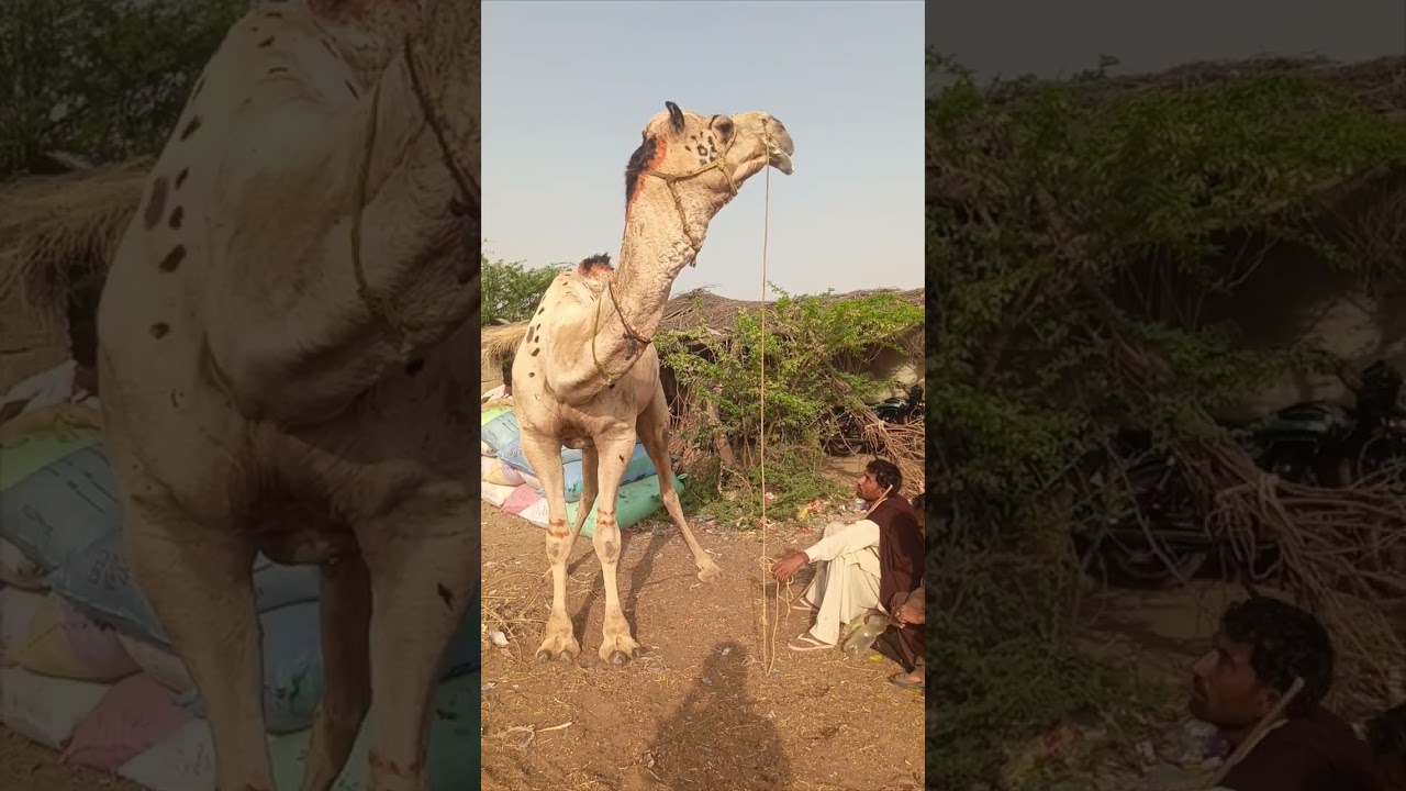 Heavy weight camel sounds
