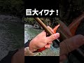 幻の巨大イワナが釣れた！ #shorts