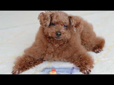 Just a Toy Poodle