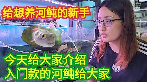 Fahaka Puffer 斑马狗头 的饲养方式 #河豚进食 #狗头斑马 #纯淡水 斑马河豚 - 天天要闻