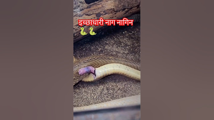 इच्छाधारी नाग नागिन के प्रेम 🐍🐍 har har Mahadev 🙏#snake #video #funny #song #watersnake
