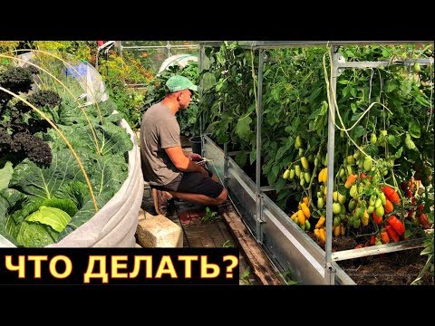 Нет теплицы, растения БОЛЕЮТ. ВЫХОД ЕСТЬ!