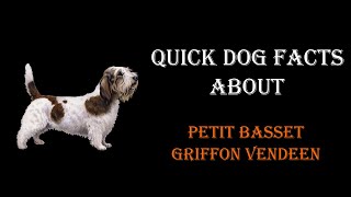 Quick Dog Facts About The Petit Basset Griffon Vendeen!