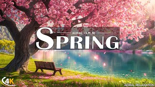 GOOD MORNING SPRING! "Cherry Blossom in Morning Spring Lake" by Aerial Relaxation-Spring Piano Music