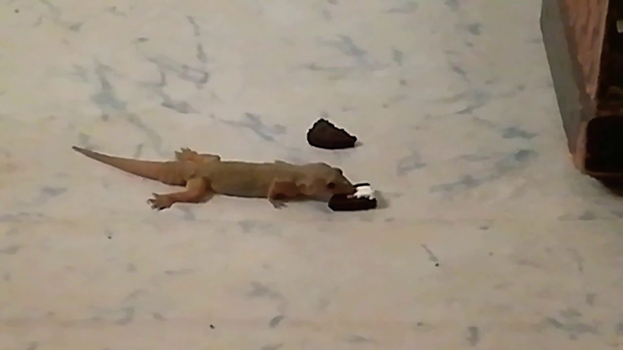 Lizard turn's vegan caught eating Oreo biscuit YouTube