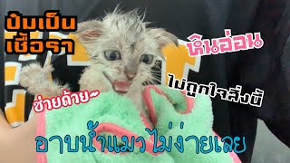 แมวเป็นเชื้อราต้องทำอย่างไร [LEAFANT PET EP.3]