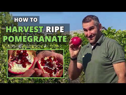 Wideo: Jak zbierać owoce granatu: kiedy zbierać owoce granatu