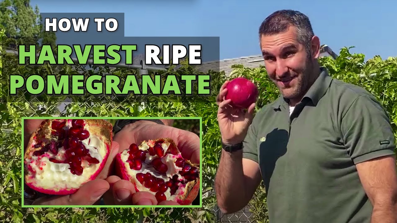 How to Tell If Pomegranate is Ready to Pick | Pomegranate Harvest 2020! - YouTube