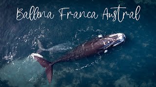 Ballena Franca Austral / Chubut - Argentina