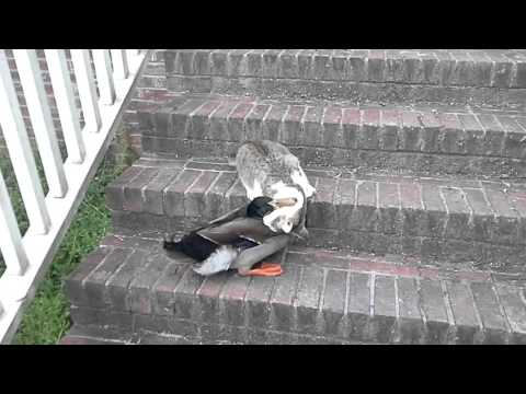 cat duck fight Tom Bonin ( it's funny, they're playing)