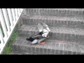cat duck fight Tom Bonin ( it's funny, they're playing)