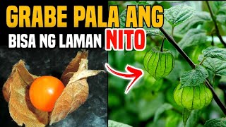 Download lagu GRABE PALA ANG BISA NG BUNGA NG HALAMANG TINO TINO