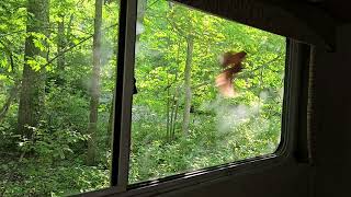 Cardinal vs window