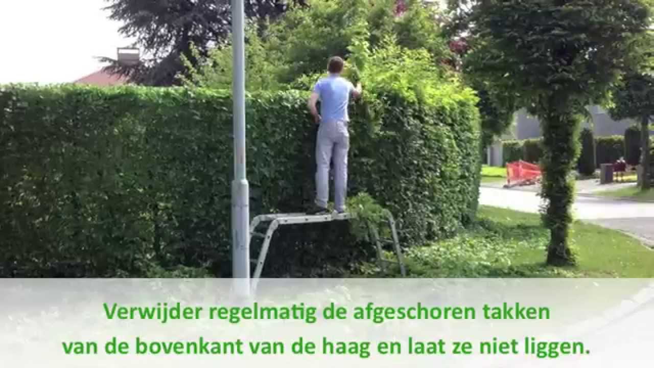 Uw-Tuingids.be - Beukenhaag of Haagbeuk snoeien