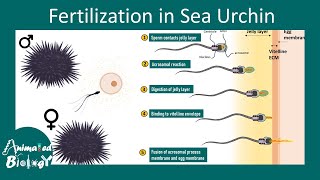 Fertilization in sea urchin | external fertilization in sea urchin | Developmental biology