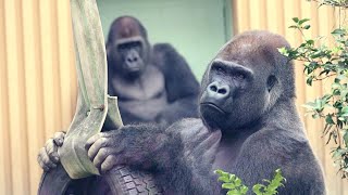 The more you see of father Momotaro, the more you appreciate his charm. Date taken: 2024.5.6 by きょうのゴリラ Gorilla today 1,319 views 9 days ago 23 minutes