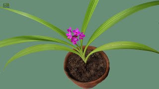 Ground Orchid Preparing Potting Mix and Care Tips