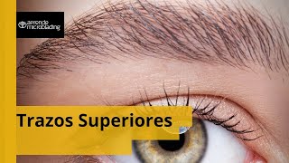 Trazos Superiores de una Ceja Explicado