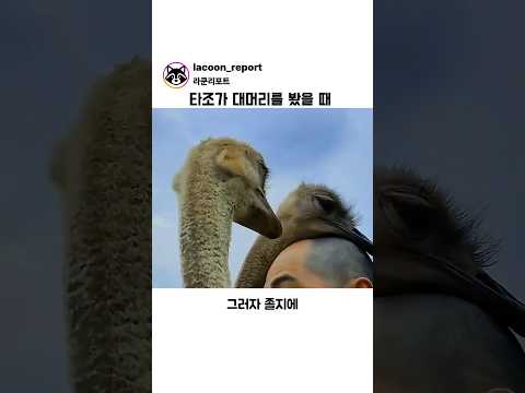타조가 대머리를 봤을 때 thumbnail