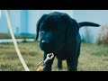 Devi der Labrador Retriever Welpe - Das erste Mal draußen mit Halsband und Leine #shorts