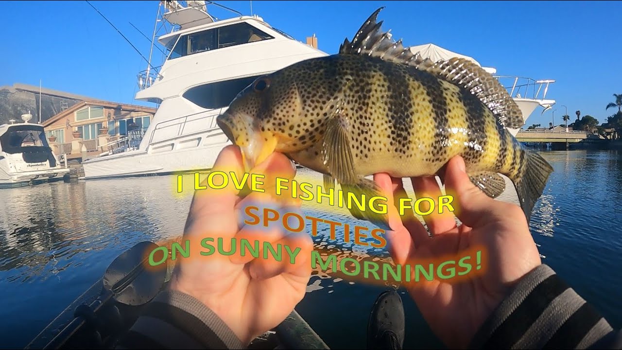 I LOVE fishing for SPOTTED BAY BASS on SUNNY mornings! YouTube
