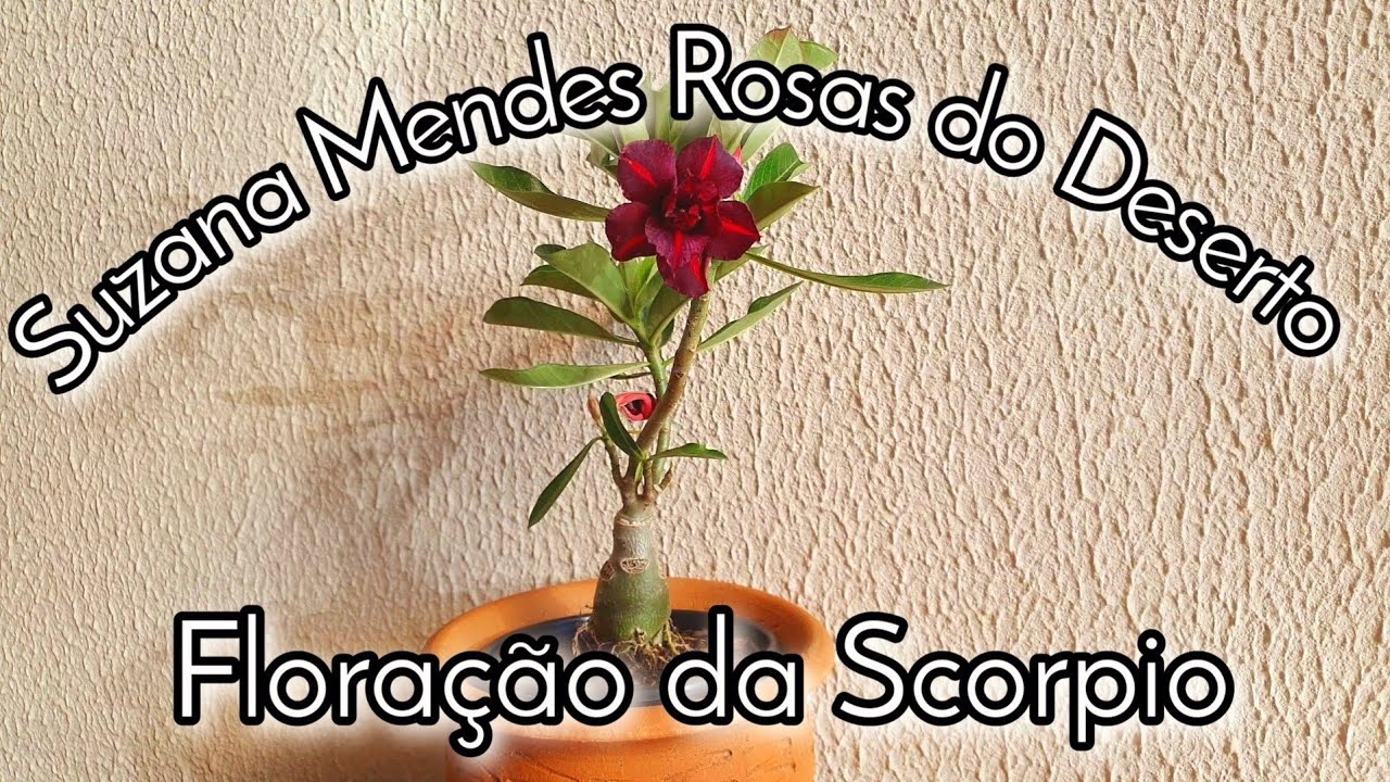 Rosa do Deserto-Floraçao da SCORPIO - thptnganamst.edu.vn
