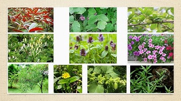 10 Cây thuốc trị mụn nhọt, lở ngứa theo hướng dẫn của Bộ Y Tế | Đông dược Trường Sơn