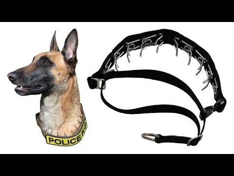 covert-prong-dog-collar-review-by-ray-allen-manufacturing